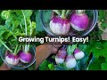 How To Grow Turnips  - Growing Turnip in Raised Beds & Containers