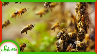 Hives Ward Off Murder Hornets with... Poop?