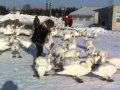 Лебеди на Штромке зимой 2011, Галина Гроссманн 