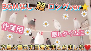 【文鳥】BGMなし超ロングver☆可愛い文鳥との暮らしを詰め合わせ☆作業用♪鳥ちゃんの留守番♪癒しタイムに♪