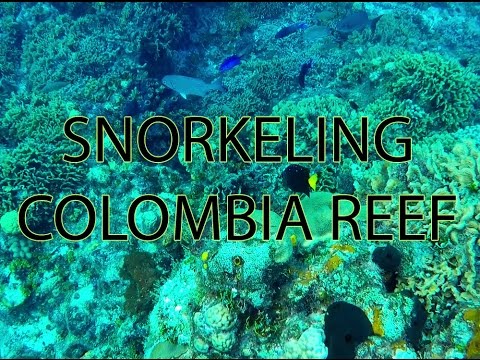 Colombia Reef Snorkeling in Cozumel, Mexico (beautiful corals, eagle ray & tropical fish)