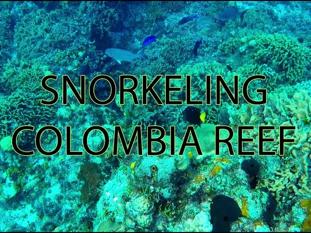 Colombia Reef Snorkeling in Cozumel, Mexico (beautiful corals, eagle ray & tropical fish)