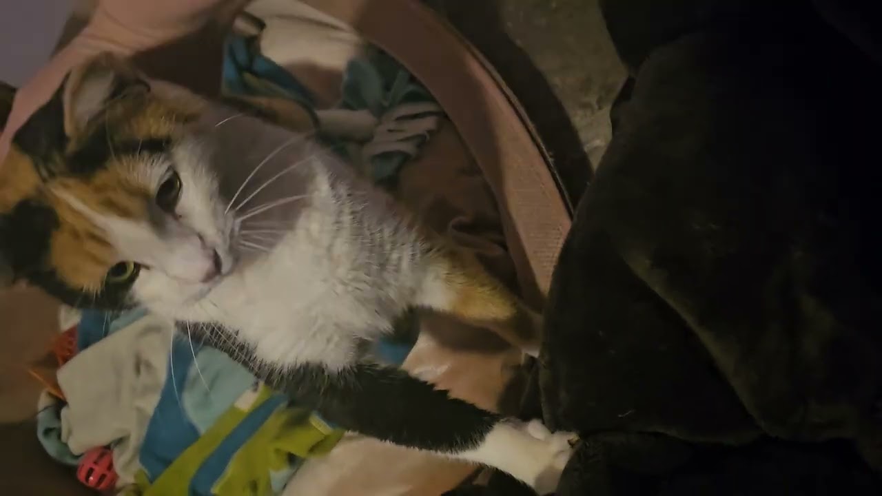 Enlarge Holly, an adoptable Domestic Short Hair in Everett, WA video 5/5