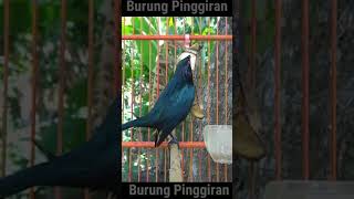 Download lagu Cucak keling teler #Shorts mp3