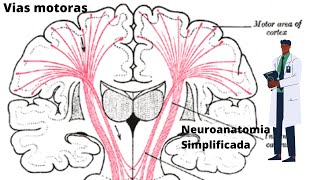 Vias Motoras - Corticoespinal e Corticonuclear - Neuroanatomia Simplificada