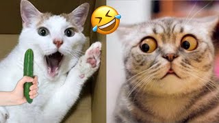 New Funny Animals 🤣 Adorable Cats and Dogs 😻🐶 Part 26