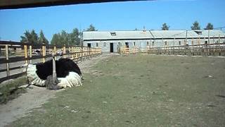 preview picture of video 'Ясногородская страусиная ферма: страус танцует.'