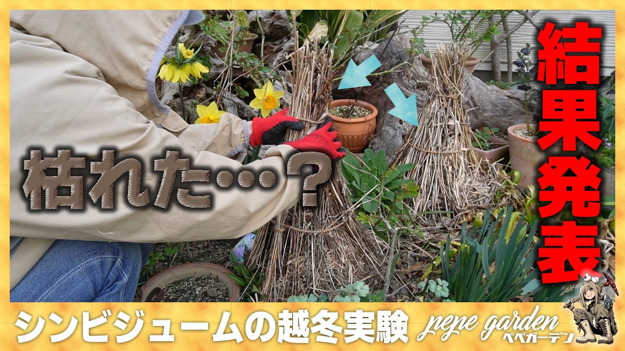 【衝撃の結果】丹波の冬は厳しかった…外に置いたシンビジウムの現在。越冬実験の末に見つけた希望の光