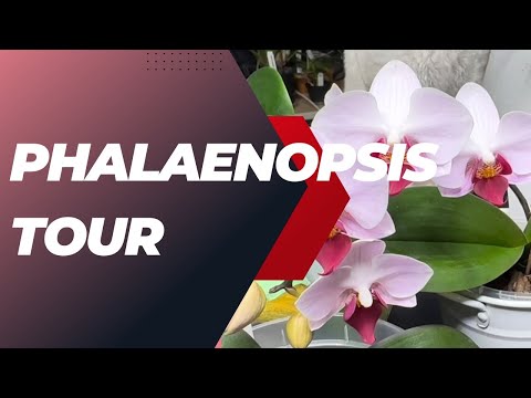 Phalaenopsis Tour | All my Moth Orchids in February 2023