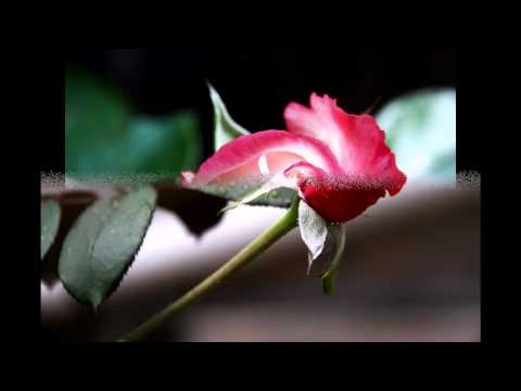 Phil Sheeran - The Rose