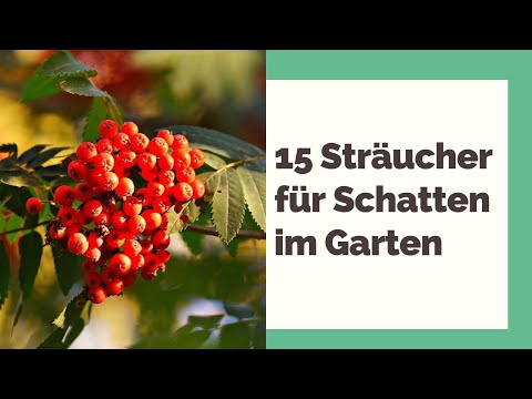, title : '15 Sträucher für Schatten im Garten'