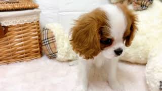 キャバリアの動画02