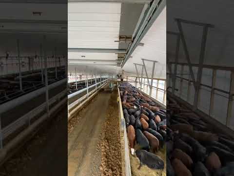 Barn Cleaning in 30 Seconds 🤯 #farm #farming #cowvideos