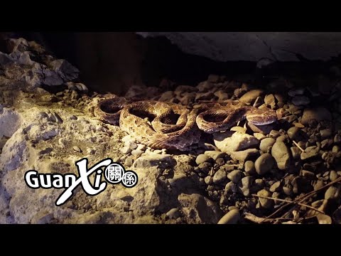 Snake Vs Explorers (Pit Viper)