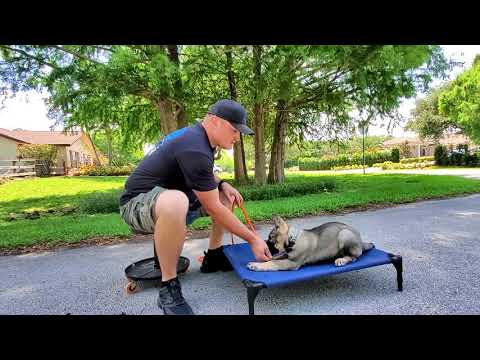 Leash sales pressure training