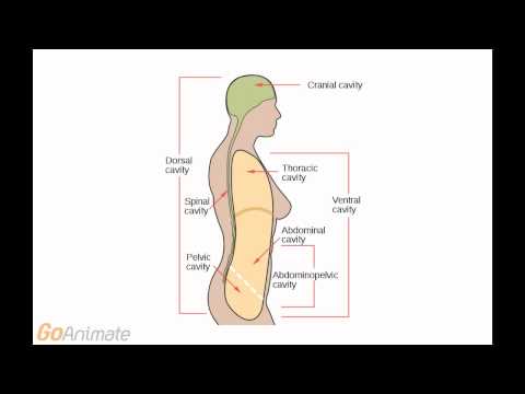 Anatomy and Physiology: Body Cavities (v2.0)
