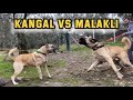 KANGAL VS MALAKLI ANATOLIAN Shepherd Dog ALL SAID I AM THE KING