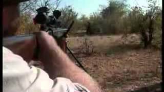 Matan elefante por piedad.