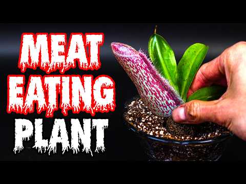 DAY 112: I Planted a Nepenthes Miranda For 176 Days (Time-Lapse)