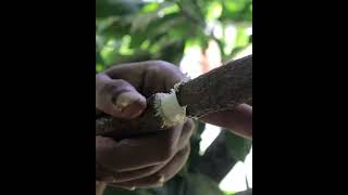 Download lagu Cara mencangkok pohon mangga menurut google mp3