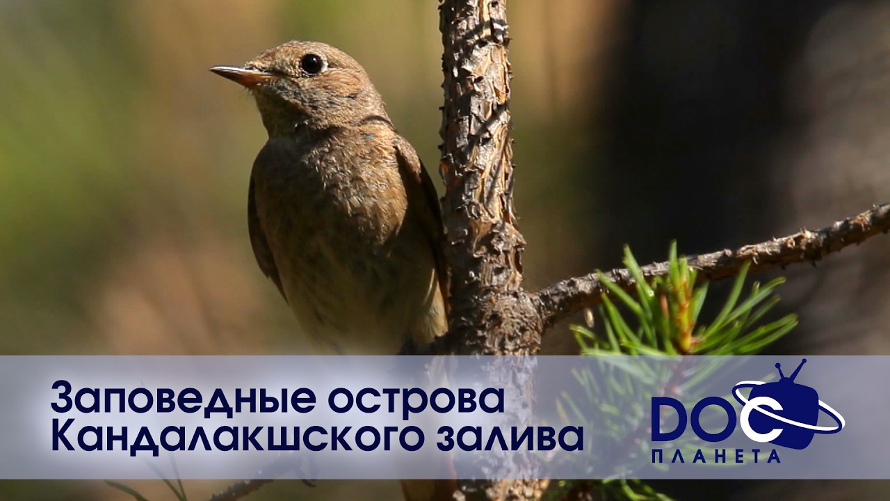 Russian Travel Guide. Заповедные острова Кандалакшского залива - Документальный филь?