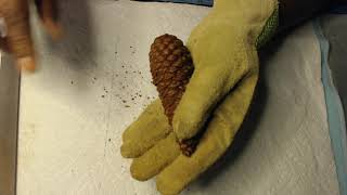 Pinecone: How to remove that sharp point on a pinecone