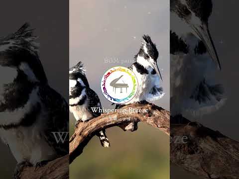 【〜Whispering Breeze（爽籟ノ余情）〜】　#piano #ballad #peacefulpiano #ambientpiano #shorts