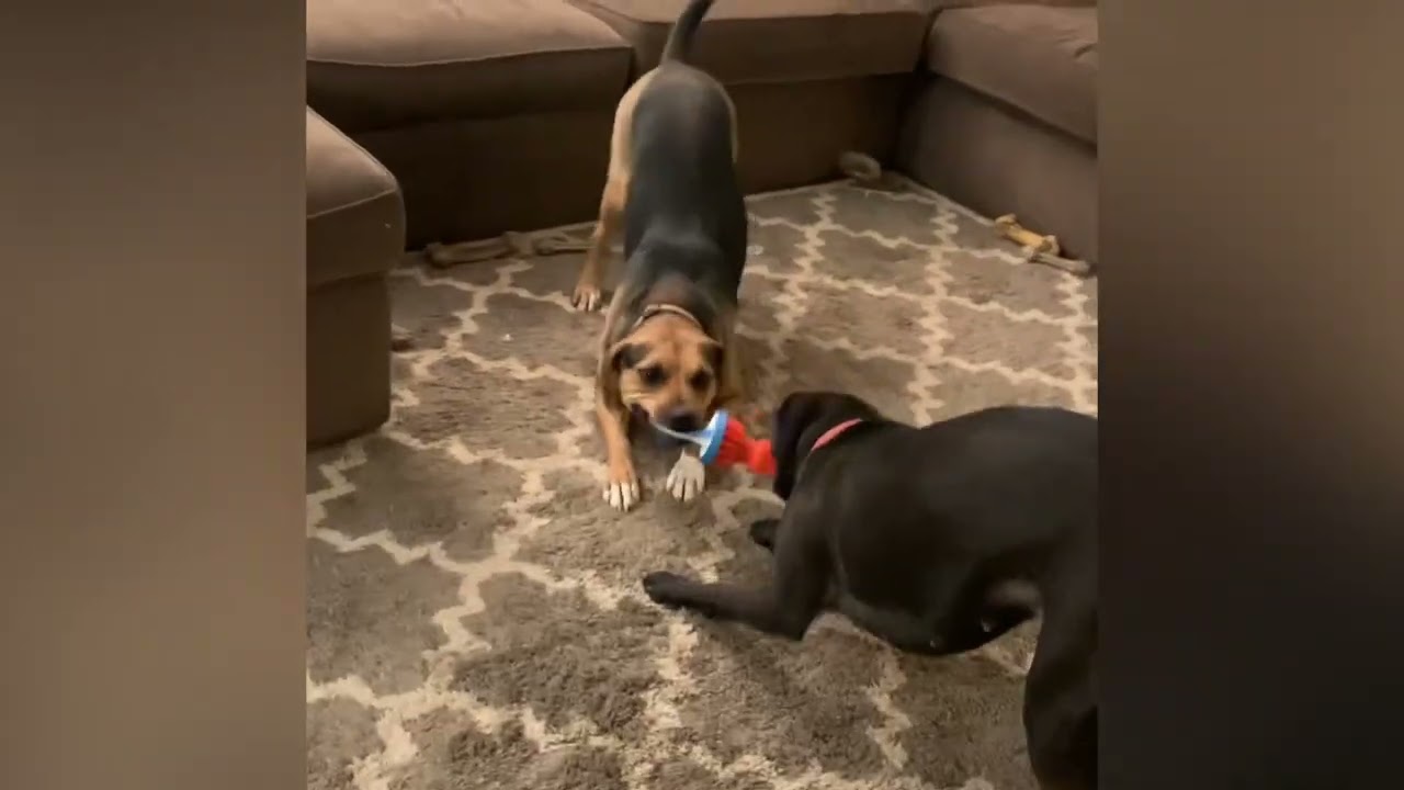 Cubby Joe, a Adoptable mixed breed in Libertyville, IL video 6/6