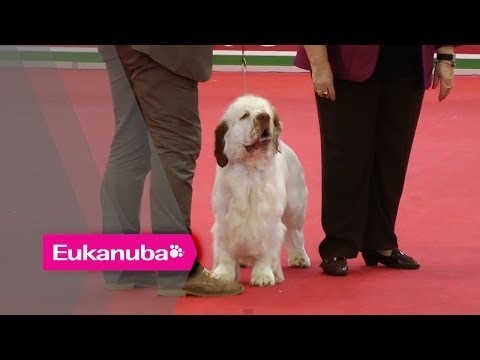 World Dog Show 2013 - Group VIII Judging