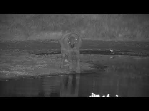 Djuma: Lone Elephant bull gets a drink at the dam - 23:40 - 04/20/19
