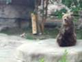 Detroit Zoo Bear Stretching