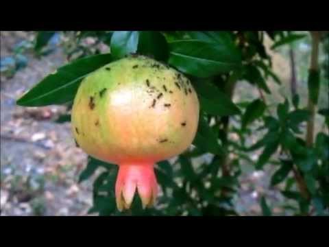 Sogni questo in parassiti di gamba Il verme può lasciare una gola