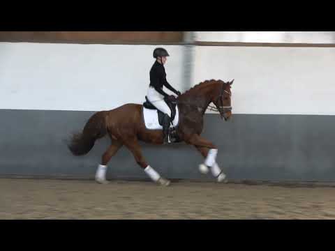 "FRIENDSHIP"-WEIDENHOF-Verkaufspferd: Hannoveraner FW*2018 v. Finnigan