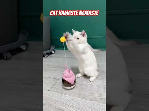 CAT DANCE