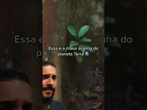 Encontrou a MAIOR aranha DO MUNDO e se DEU MAL! | Biomesquita