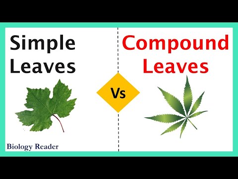 Difference Between Simple and Compound Leaves (with Comparison Chart, Video & Types) - Biology Reader