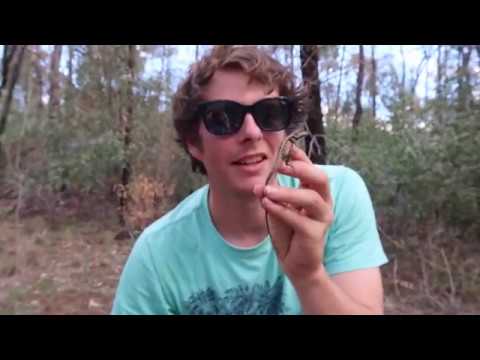 Wild Nobbi Dragons (Diporiphora nobbi)