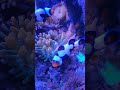 Bubble tip anemone and clowns