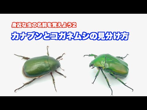 カブトムシとコガネムシの幼虫の見分け方は？両者の 5 つの違い + 写真とビデオ  庭園