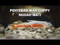 TO PREVENT YOUR GUPPY FISH FROM DIING EASY JUST DO THIS ROUTINELY
