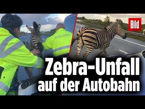 Alarm auf der A20: Zebra stürmt die Autobahn
