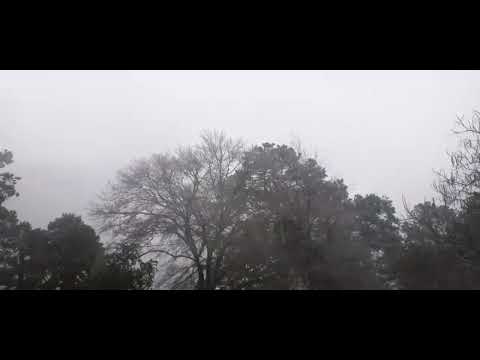 Freezing Rain and Wind some trees covered with ice 1/16/2022