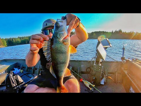 ILTA & YÖ KALASTUS | MAHTAVAA KESÄKALASTUSTA | AHVENENKALASTUS | HAUENKALASTUS | MISTÄ JA MITEN ?