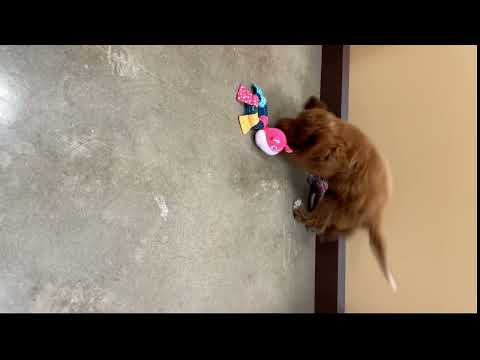 Mini Goldendoodle - 324 video preview