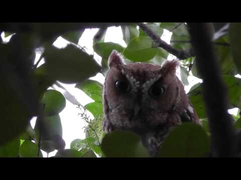 download lagu mp3 mp4 Brown Owl, download lagu Brown Owl gratis, unduh video klip Brown Owl