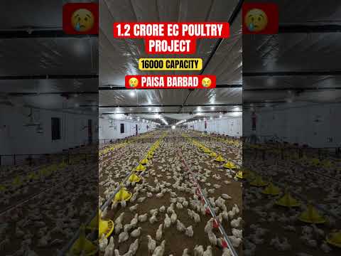 Paisa बर्बाद 1.2 Crore EC Poultry Farm 16000 Capacity #agriculture #construction #poultryfarming