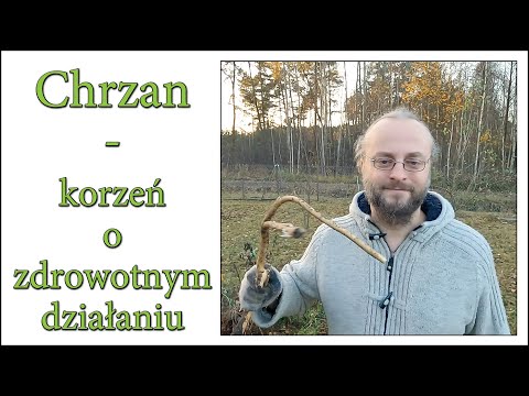 Chrzan - korzeń o zdrowotnym działaniu - Harde Kopyto 14