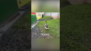 Download lagu The goose guards of the prison mp3