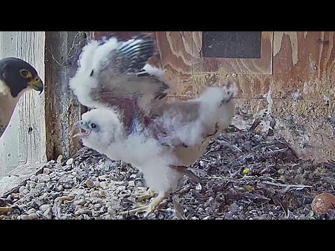 FalconCam Orange CSU~Mom don't waste time! go hunting!😂~5:25 PM 2021/11/01