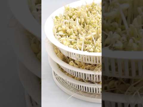 How to grow Mung Bean Sprouts at home easily, thick and crunchy in just 3 days. #howto #beansprouts